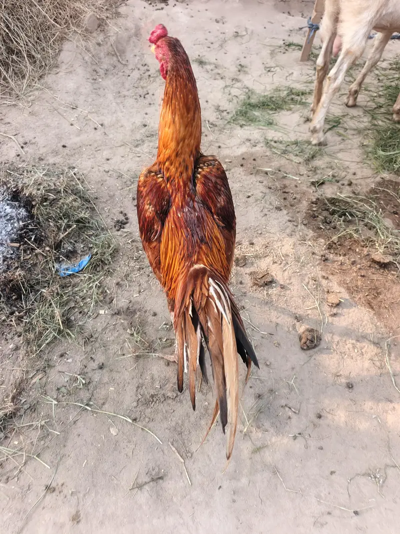 Red Aseel Murgha — photo 5