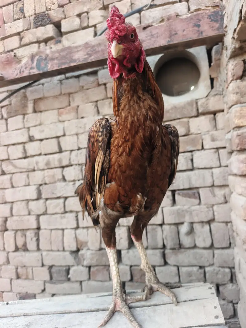 Red Aseel Murgha — photo 7