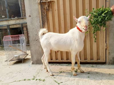 pure gulabi teda male top quality 03174373497