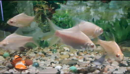 Fishes For Sale (in reasonable rates)