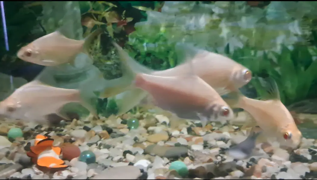 Fishes For Sale ( in reasonable rates) — photo 2