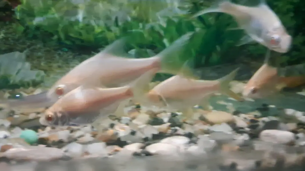 Fishes For Sale ( in reasonable rates) — photo 3