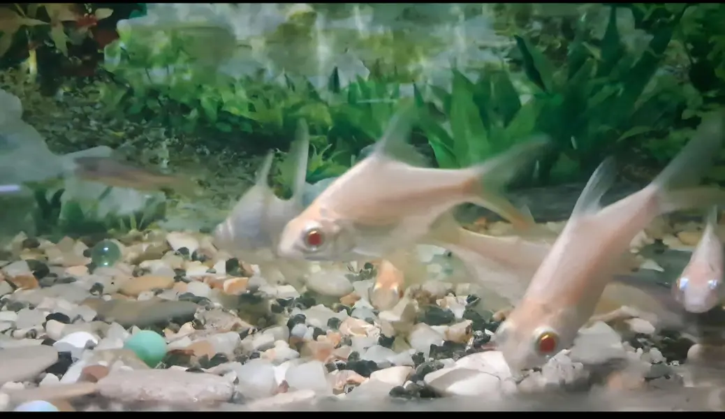 Fishes For Sale ( in reasonable rates) — photo 4