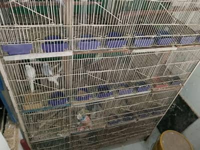 Australian breader pair white dove  cocktail male java breader pair
