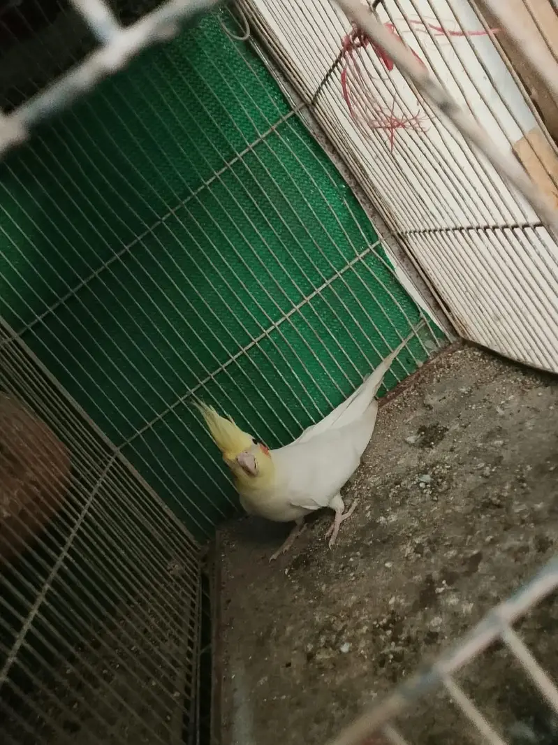 Australian breader pair white dove  cocktail male java breader pair — photo 3