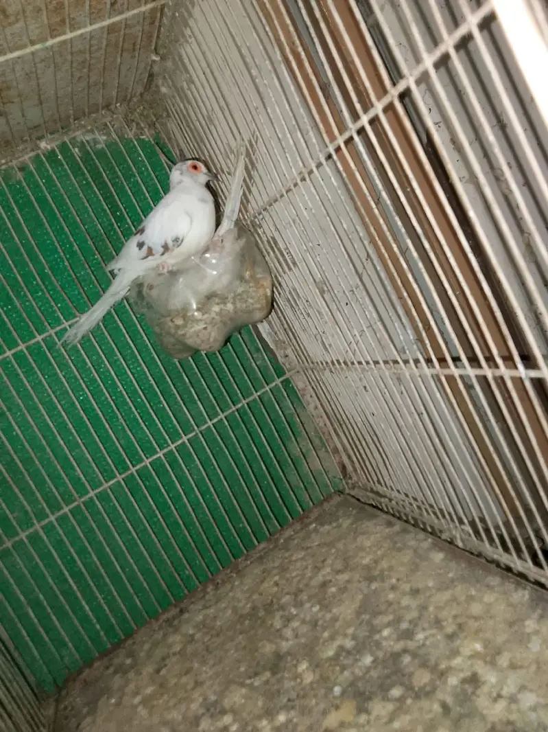 Australian breader pair white dove  cocktail male java breader pair — photo 4