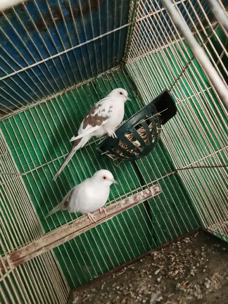 Australian breader pair white dove  cocktail male java breader pair — photo 7
