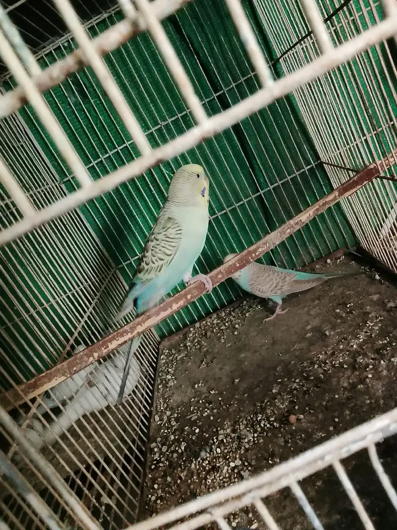 Australian breader pair white dove  cocktail male java breader pair — photo 8