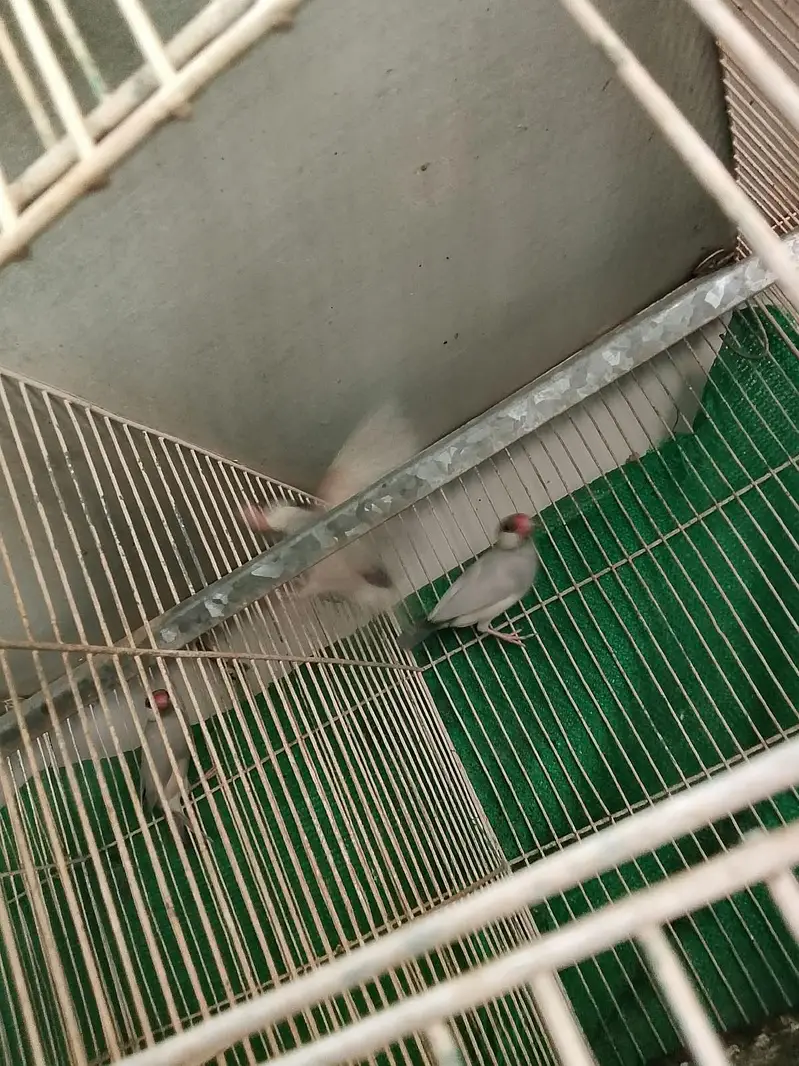 Australian breader pair white dove  cocktail male java breader pair — photo 9