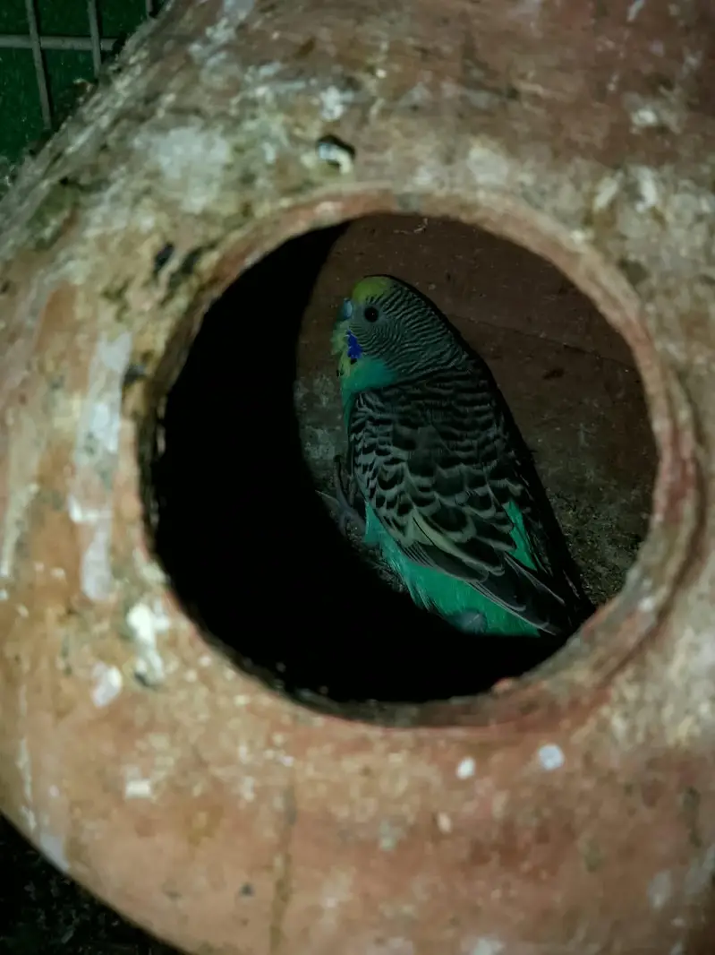 Australian breader pair white dove  cocktail male java breader pair — photo 11