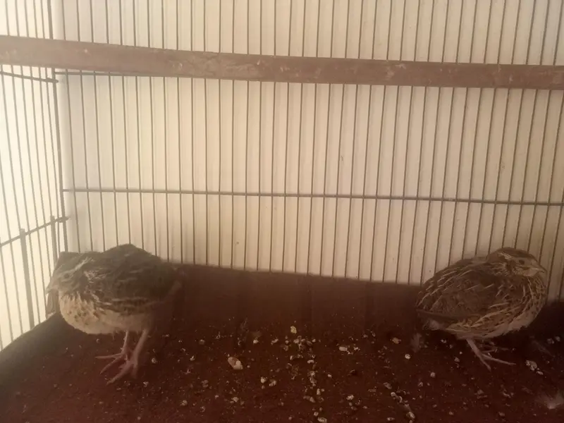 1 Fancy pejion/batir pair available for sale — photo 6