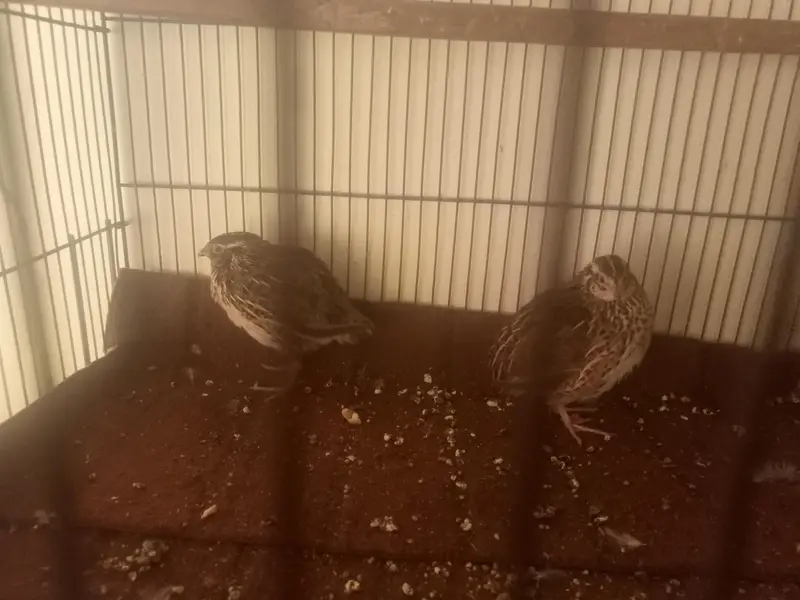 1 Fancy pejion/batir pair available for sale — photo 8