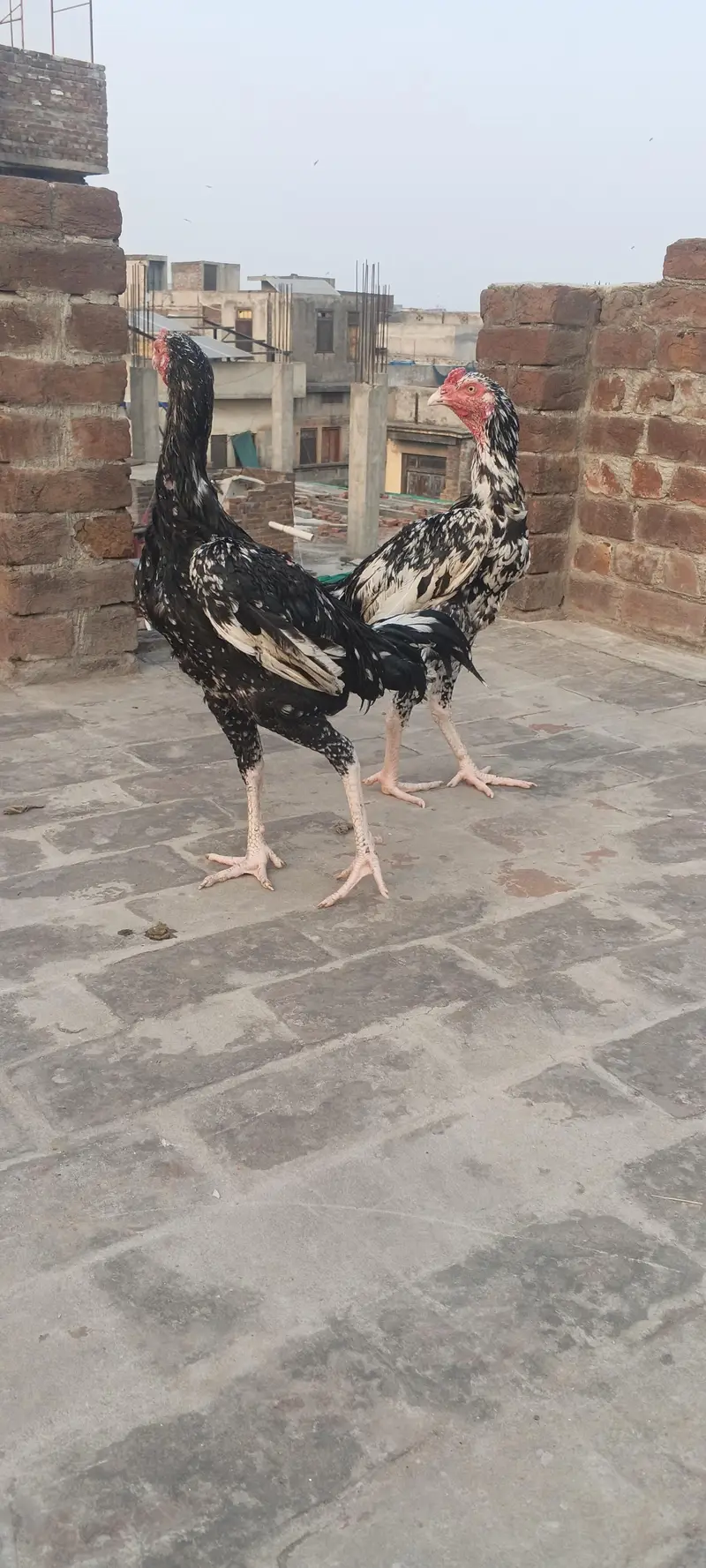 For sale demond 12k — photo 2