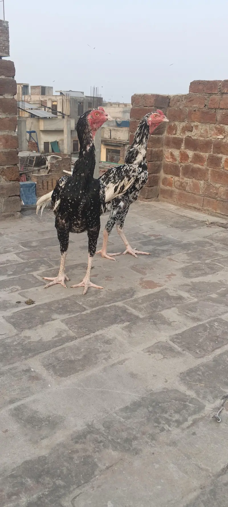 For sale demond 12k — photo 3