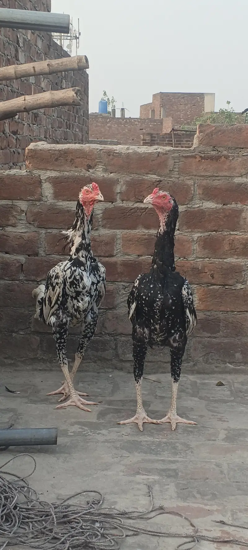 For sale demond 12k — photo 4