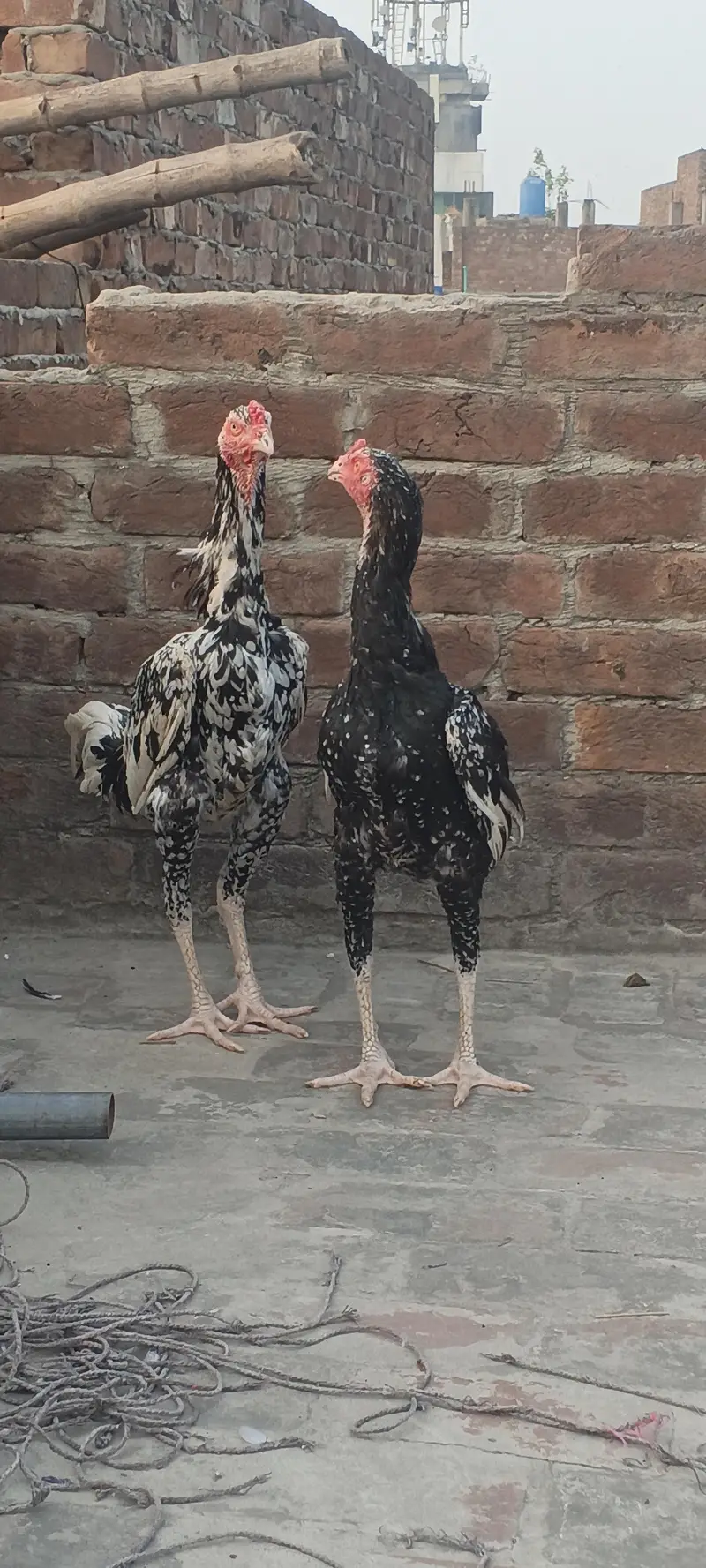 For sale demond 12k — photo 6