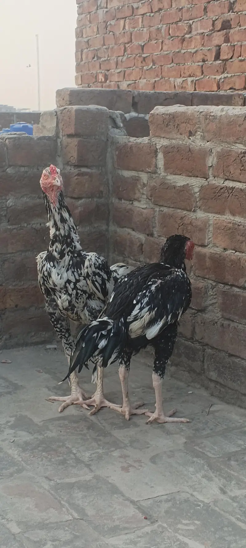 For sale demond 12k — photo 7