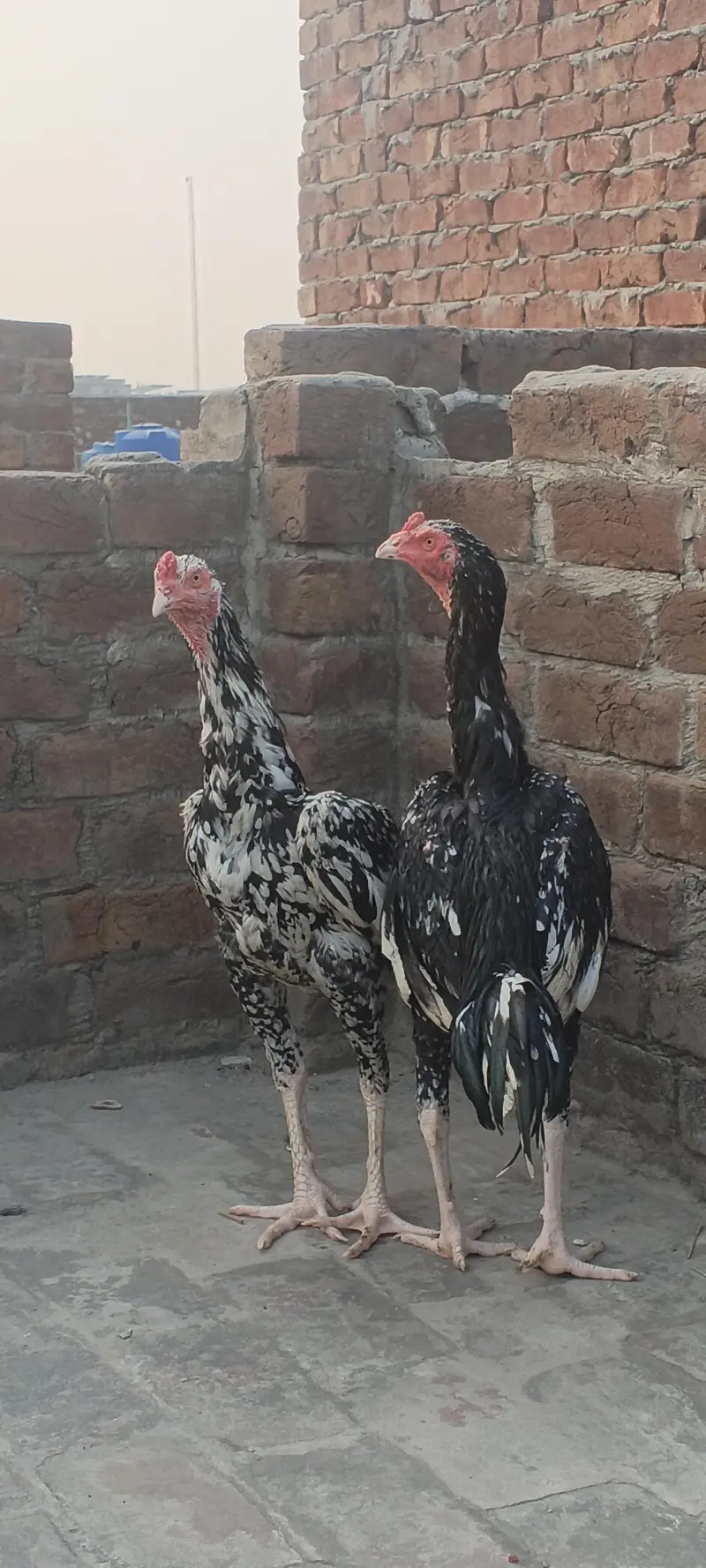 For sale demond 12k — photo 8