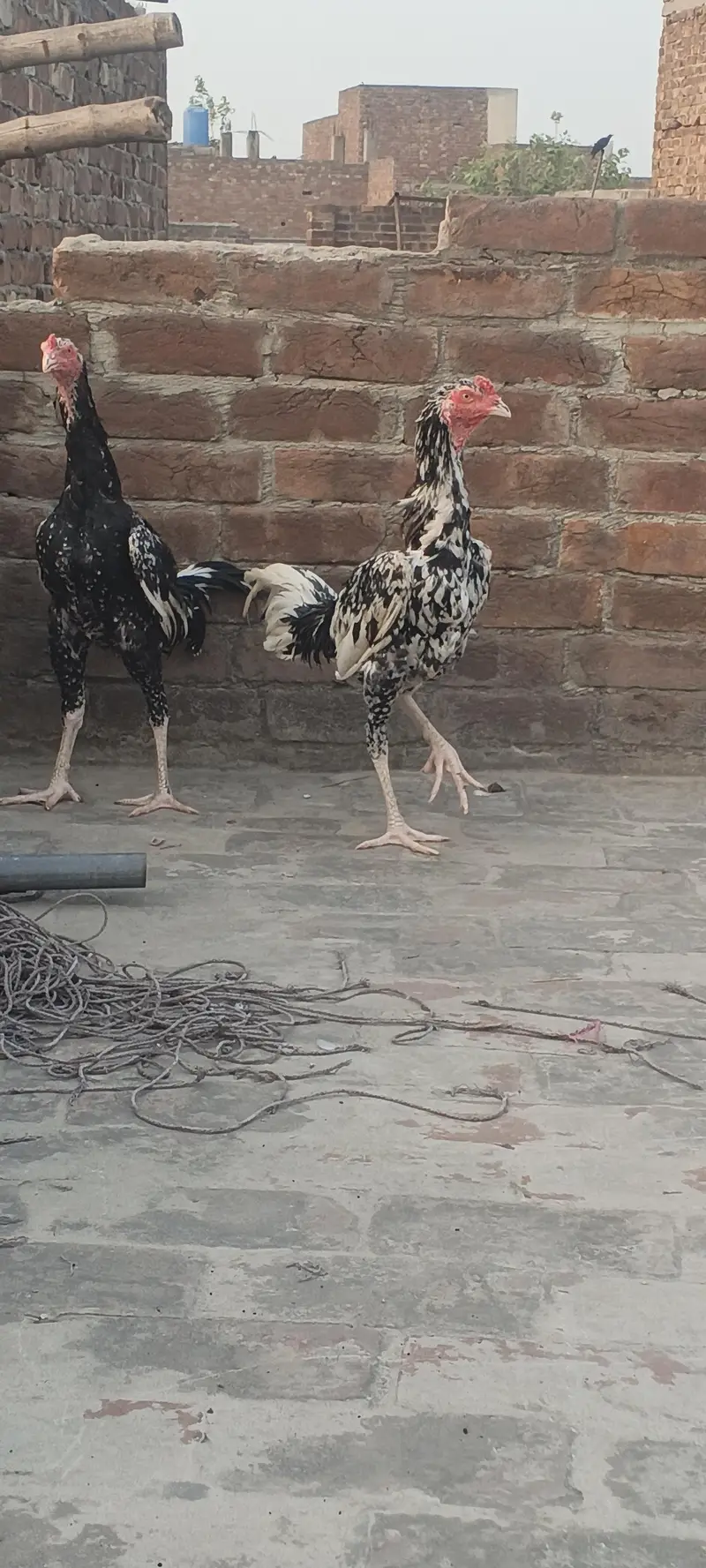 For sale demond 12k — photo 9
