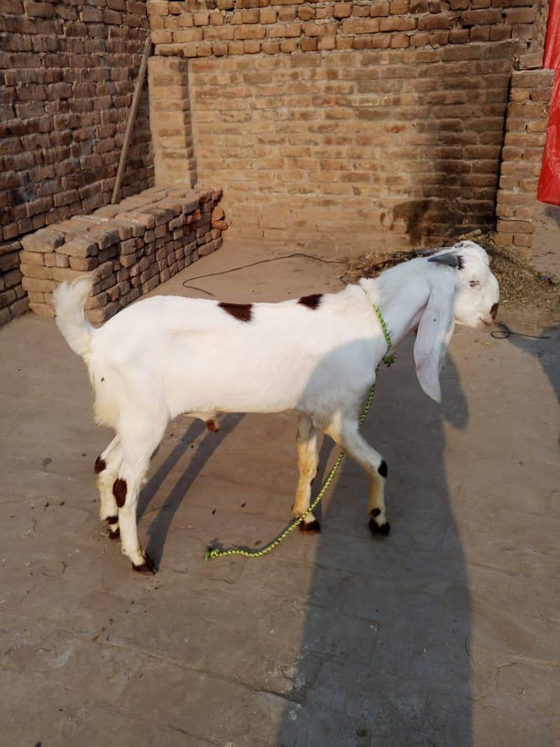 beetal bakra 0