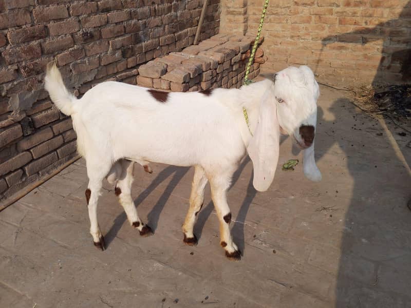 beetal bakra 1