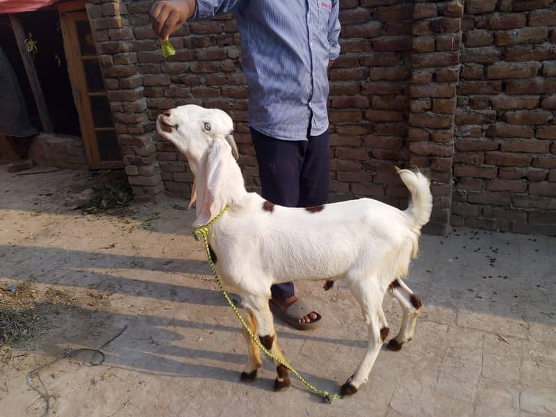 beetal bakra 2