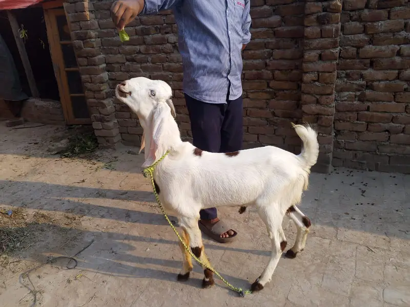 beetal bakra — photo 3