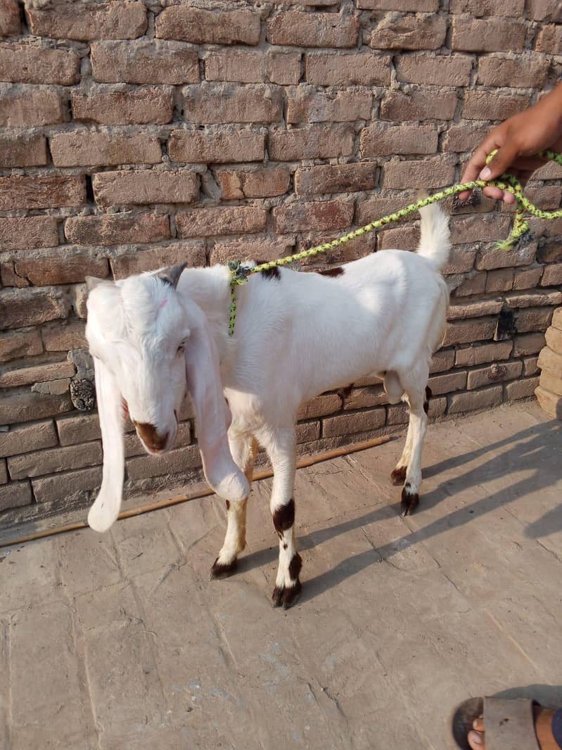 beetal bakra 3