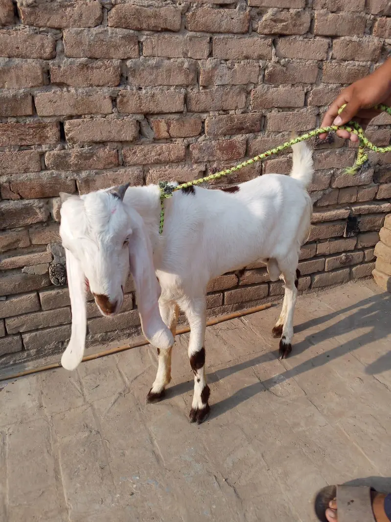 beetal bakra — photo 4