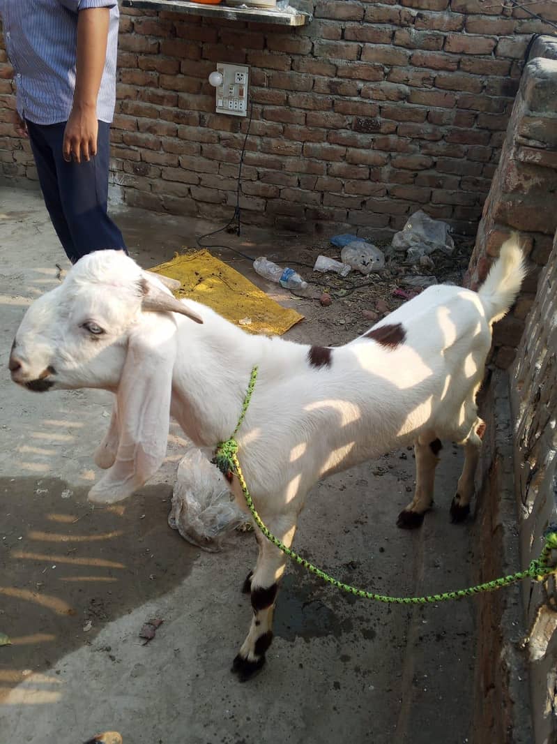 beetal bakra 4