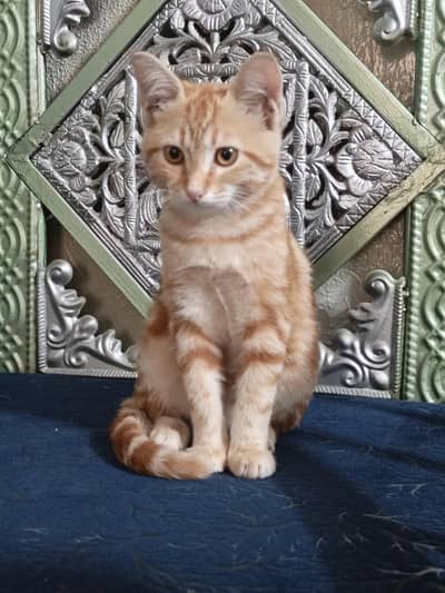 Short hair Persian cat available for adoption