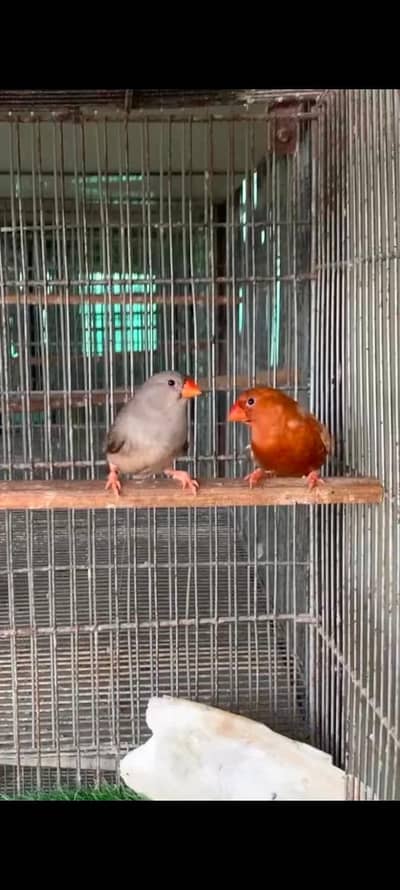 Full Orange Breeder Pairs