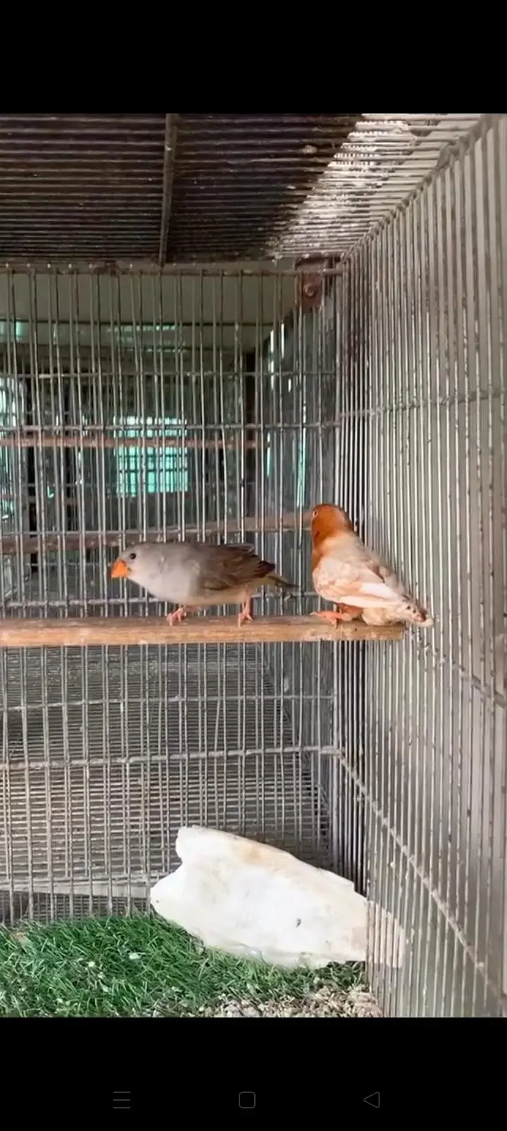 Full Orange Breeder Pairs — photo 3