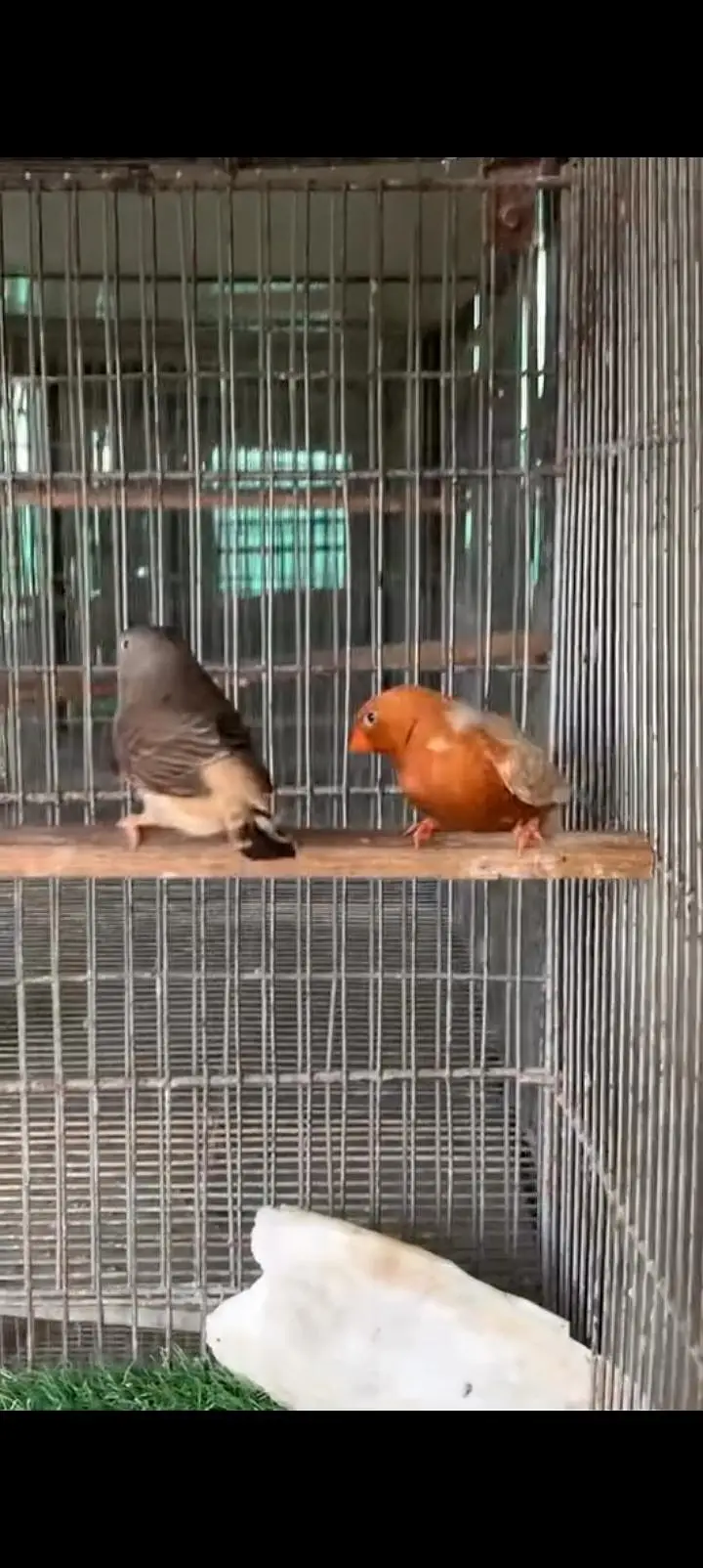 Full Orange Breeder Pairs — photo 4