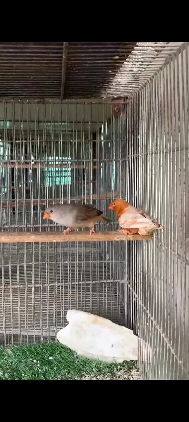 Full Orange Breeder Pairs — photo 5