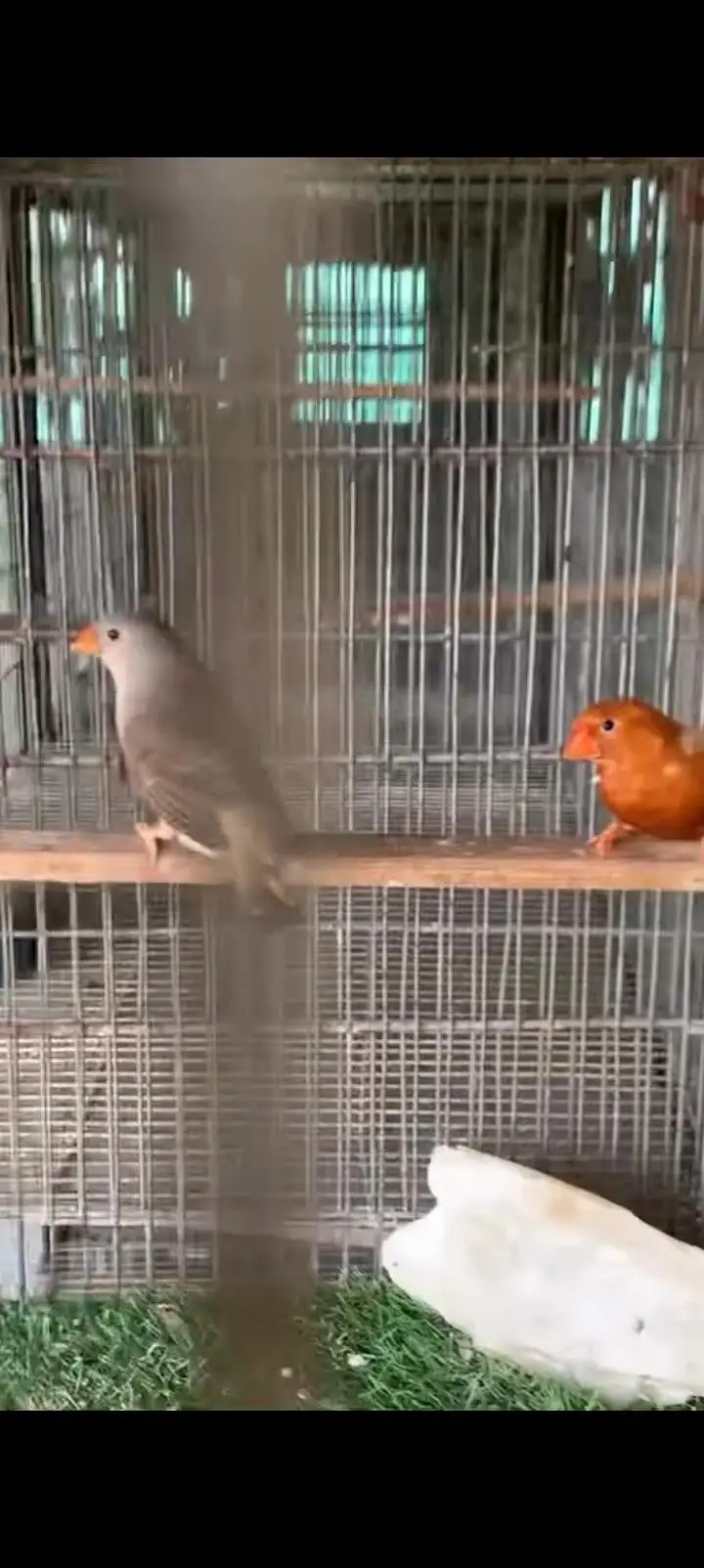 Full Orange Breeder Pairs — photo 6