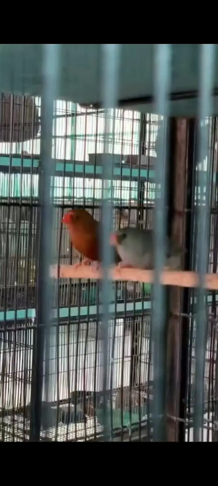 Full Orange Breeder Pairs — photo 7