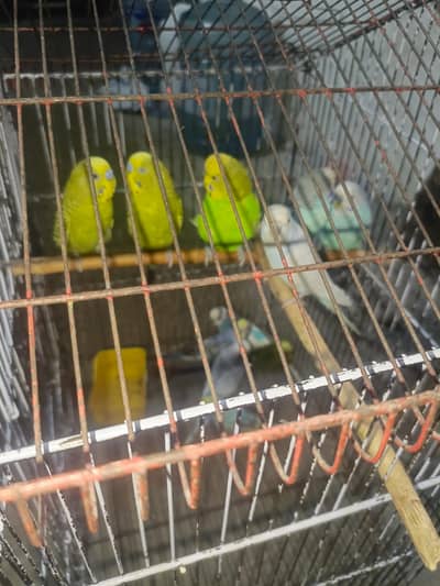 Beautiful pair Available for sale healthy and active