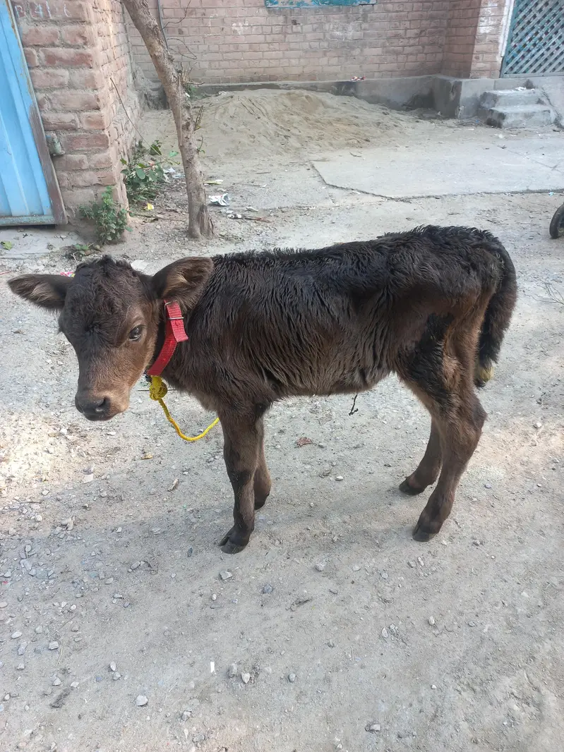 Jersey bachi h.  female