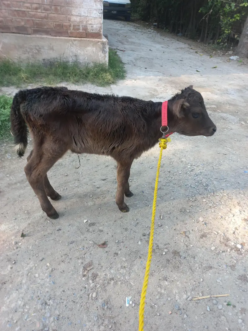 Jersey bachi h.  female — photo 2