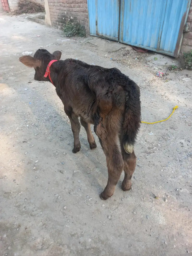 Jersey bachi h.  female — photo 3