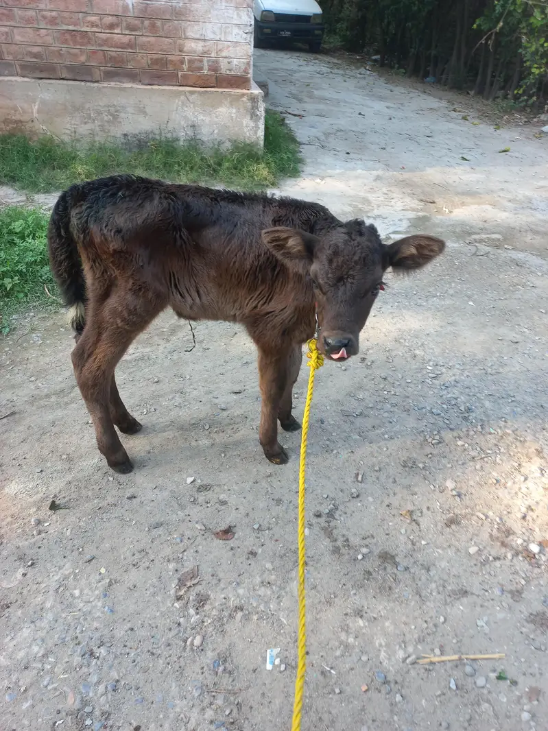 Jersey bachi h.  female — photo 4