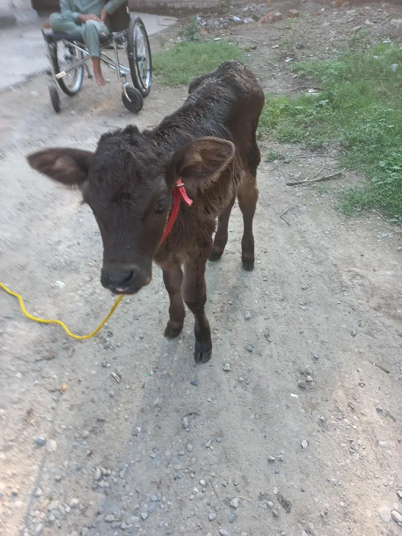 Jersey bachi h.  female — photo 5