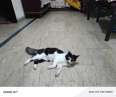 kids friendly cat beautiful eys