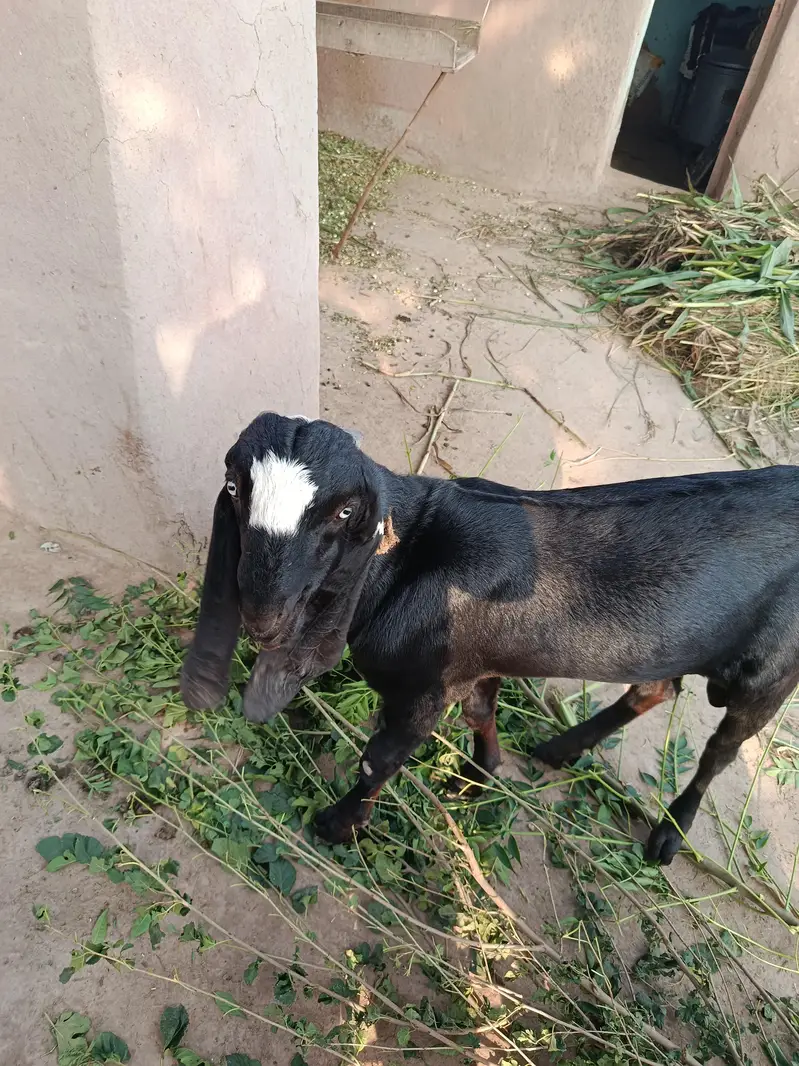 2 goats for sale — photo 2
