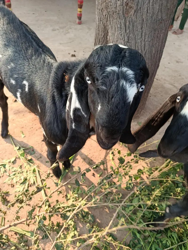 2 goats for sale — photo 3
