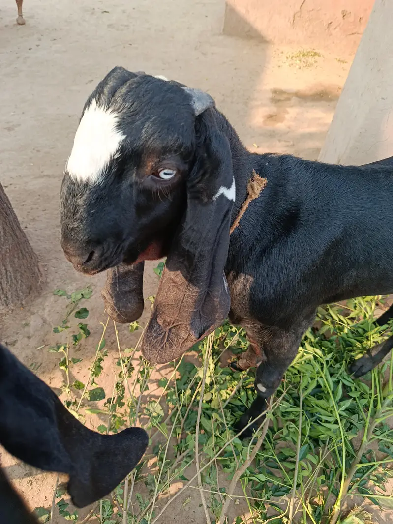 2 goats for sale — photo 4
