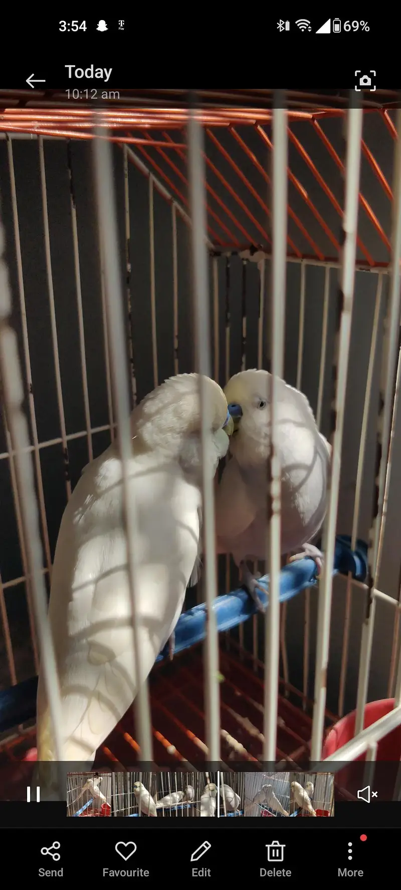 under size males budiges — photo 2