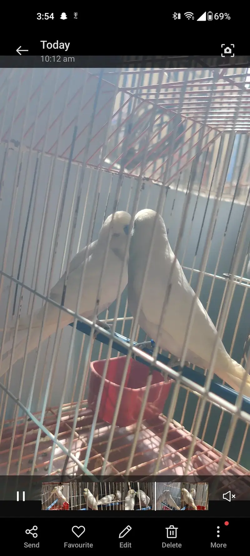 under size males budiges — photo 3