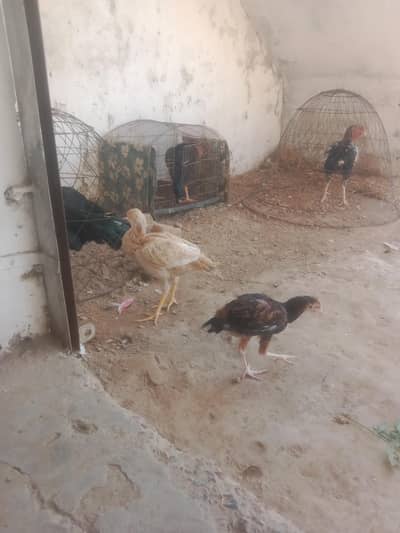 For Sale